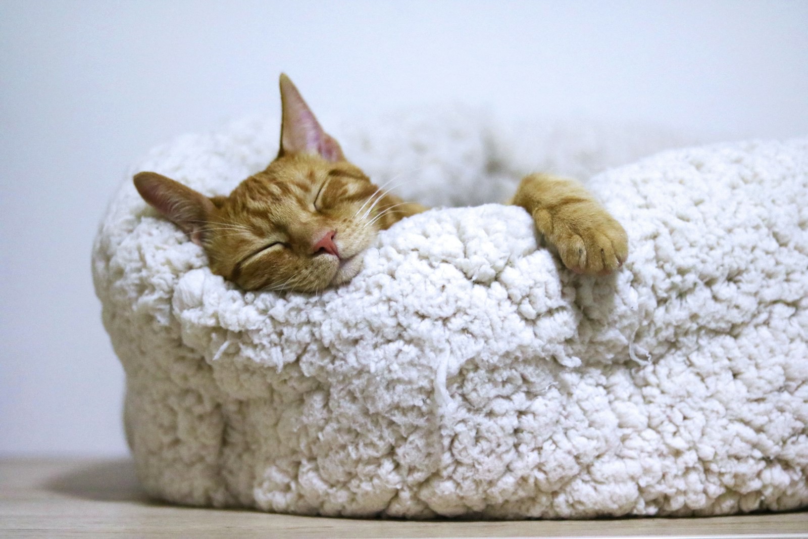 Ginger tabby cat asleep in a round fleece bed