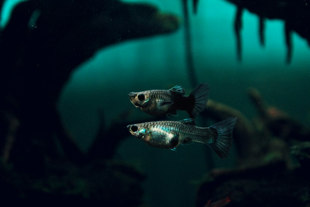 A pair of female blue-tail guppies