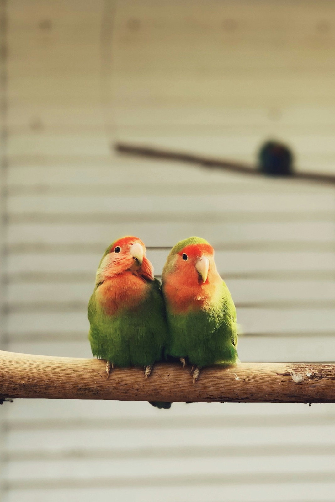 Two rosy-faced lovebirds on a wooden perch